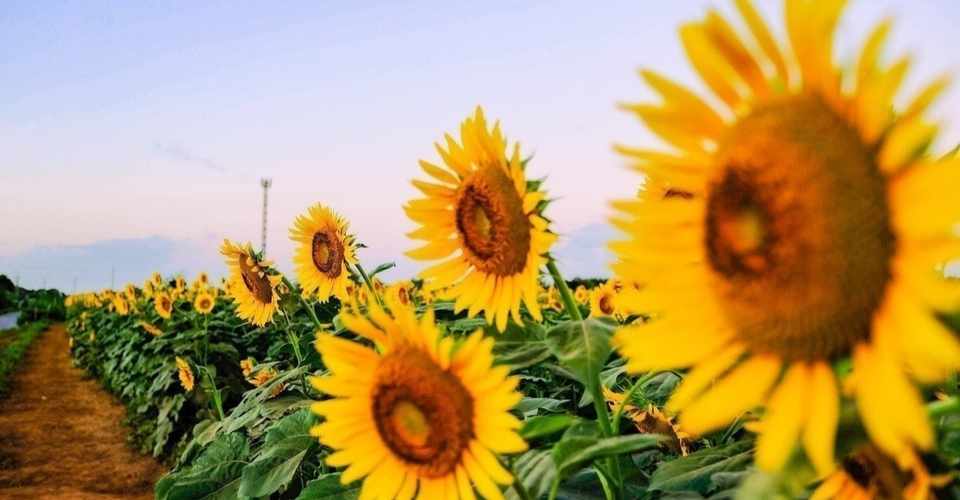 もし卒業式が夏になったら 卒業ソングになりそうな曲４選 吉村ジョナサン Note
