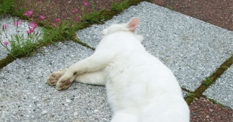 ブラック企業のあらたな仕事や仕事道具を開放しました！久々のnote更新