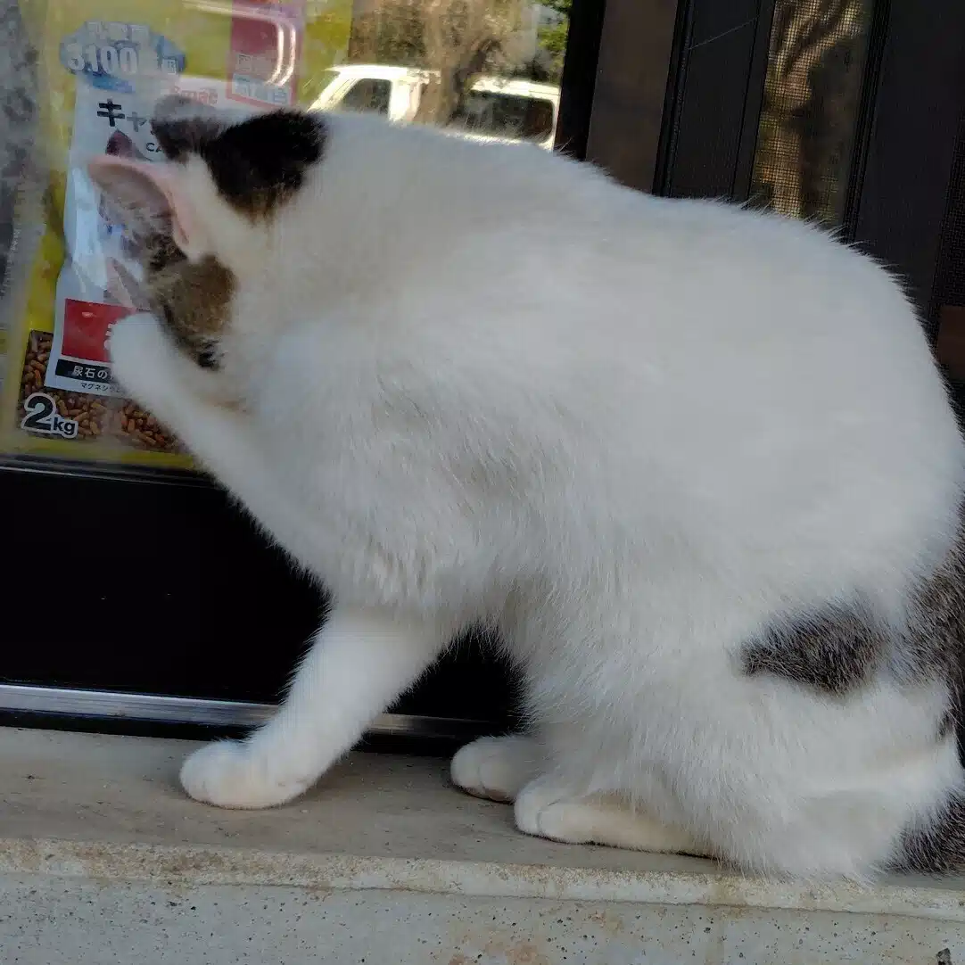 ミモザ