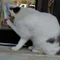 ミモザ
