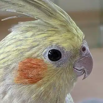 ひよこまめプリン