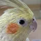 ひよこまめプリン