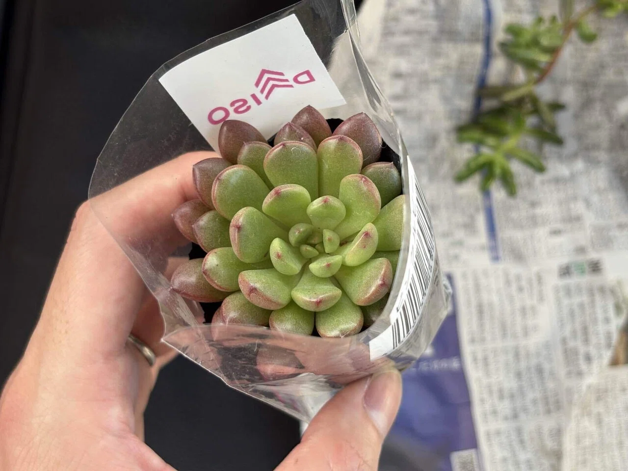 多肉植物】ダイソーで衝動買いした2つの「ピンクルビー」を植え替え