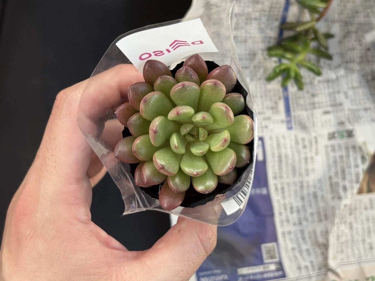 多肉植物】ダイソーで衝動買いした2つの「ピンクルビー」を植え替え