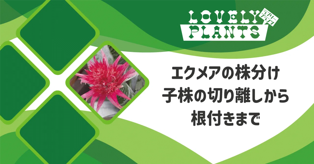 エクメアの株分け｜子株の切り離しから根付きまで｜lovely plants@note