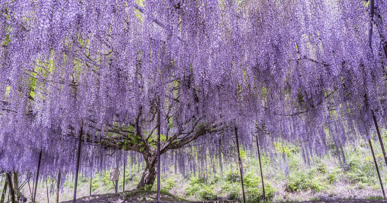 Japanese Color 'Fuji-iro' (Wisteria)  A Story of Noble PurpleCRYSTAL  INSENCE