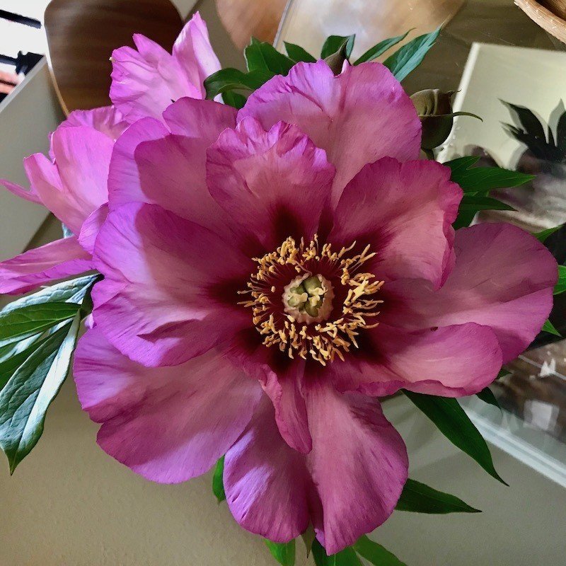 芍薬の花を食べてみた ヒガシリカ Note