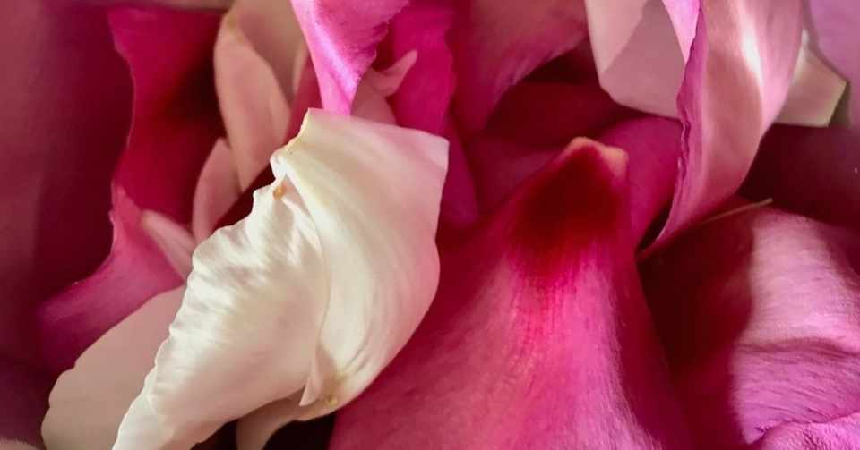 芍薬の花を食べてみた ヒガシリカ Note