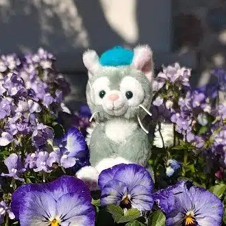 はるかみかん