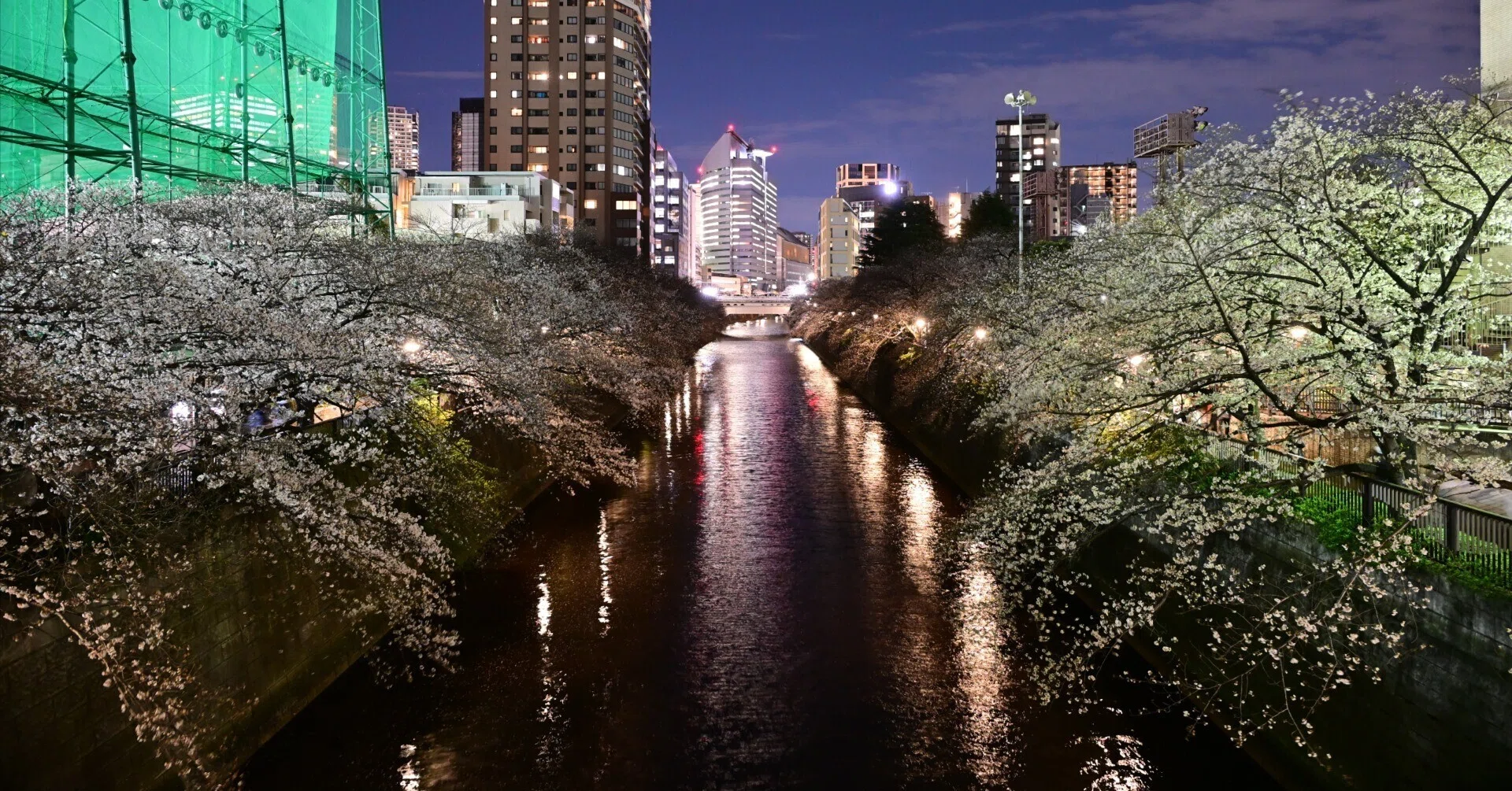 今年もまた「桜とか上手く撮れない」って嘆く季節がやってきます。｜平