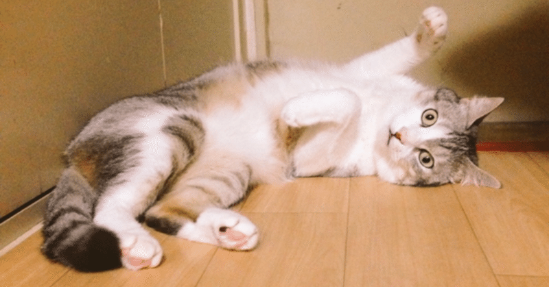 ジソンシン下村の体験 愛猫テンとの出会い ジソンシン下村啓太 Note