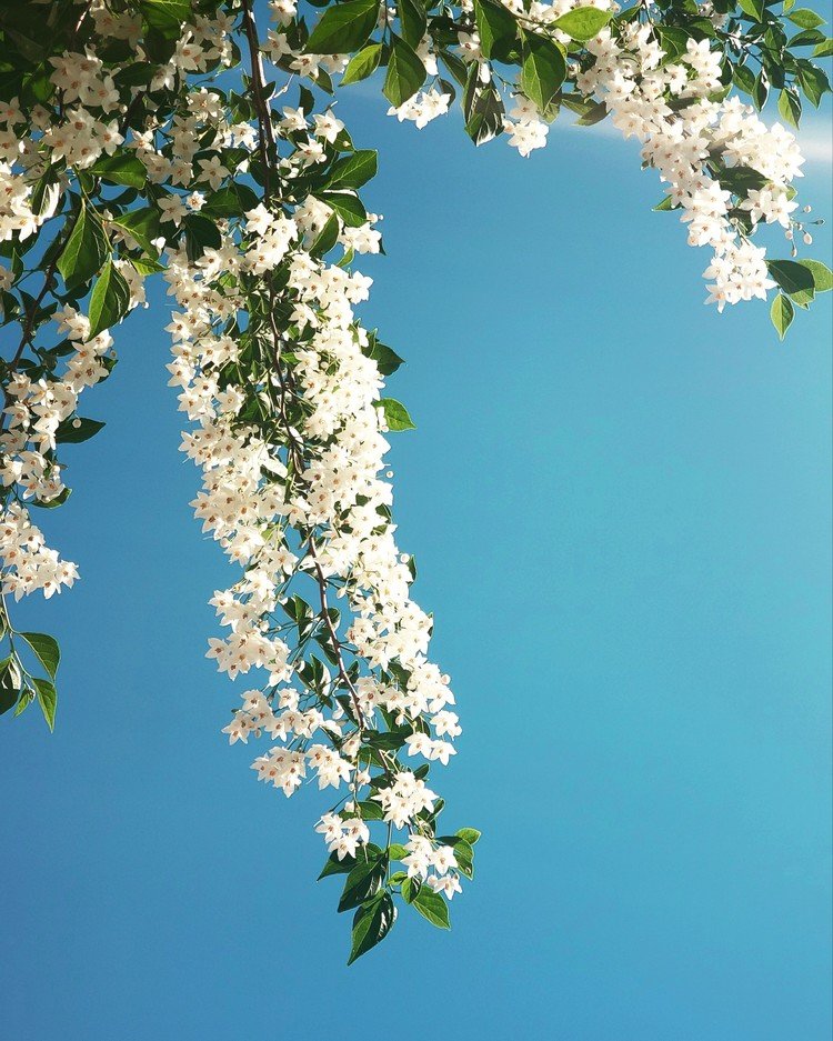 おはよーございます。

爽やかな空。
洗剤のコマーシャルに登場する白シャツみたいな花が、シュワンシュワンと、これまた爽やかに風にたなびいておりました。

爽やかなココロで今日を。

#sky #summer #flower #love #moritaMiW #空 #初夏 #エゴノキ #佳い一日の始まり