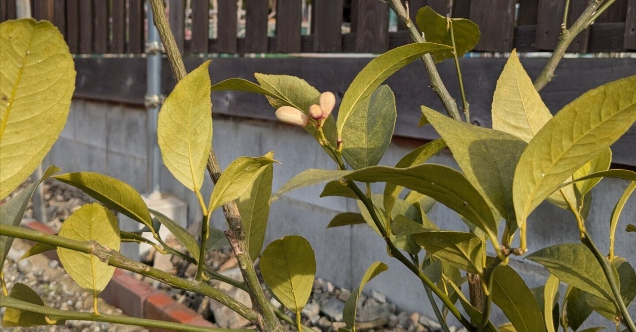 「【日記No.58】事務所の代表番号が決定☎️」のサムネイル