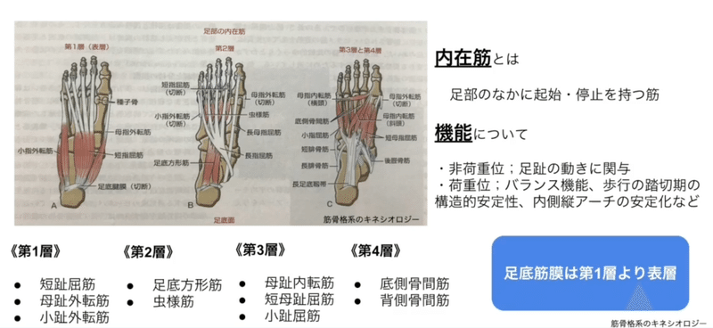 ランナーの足元を考える 足部内在筋の機能と鍛え方 さかもと 陸上競技トレーナー Note