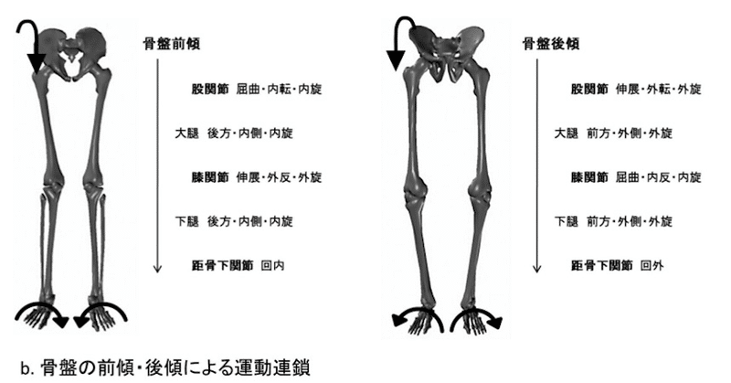腰椎 骨盤のアライメントが膝関節伸展を作る やっさん 動作のバイオメカニクスと転倒予防 Note