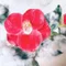 椿野友美