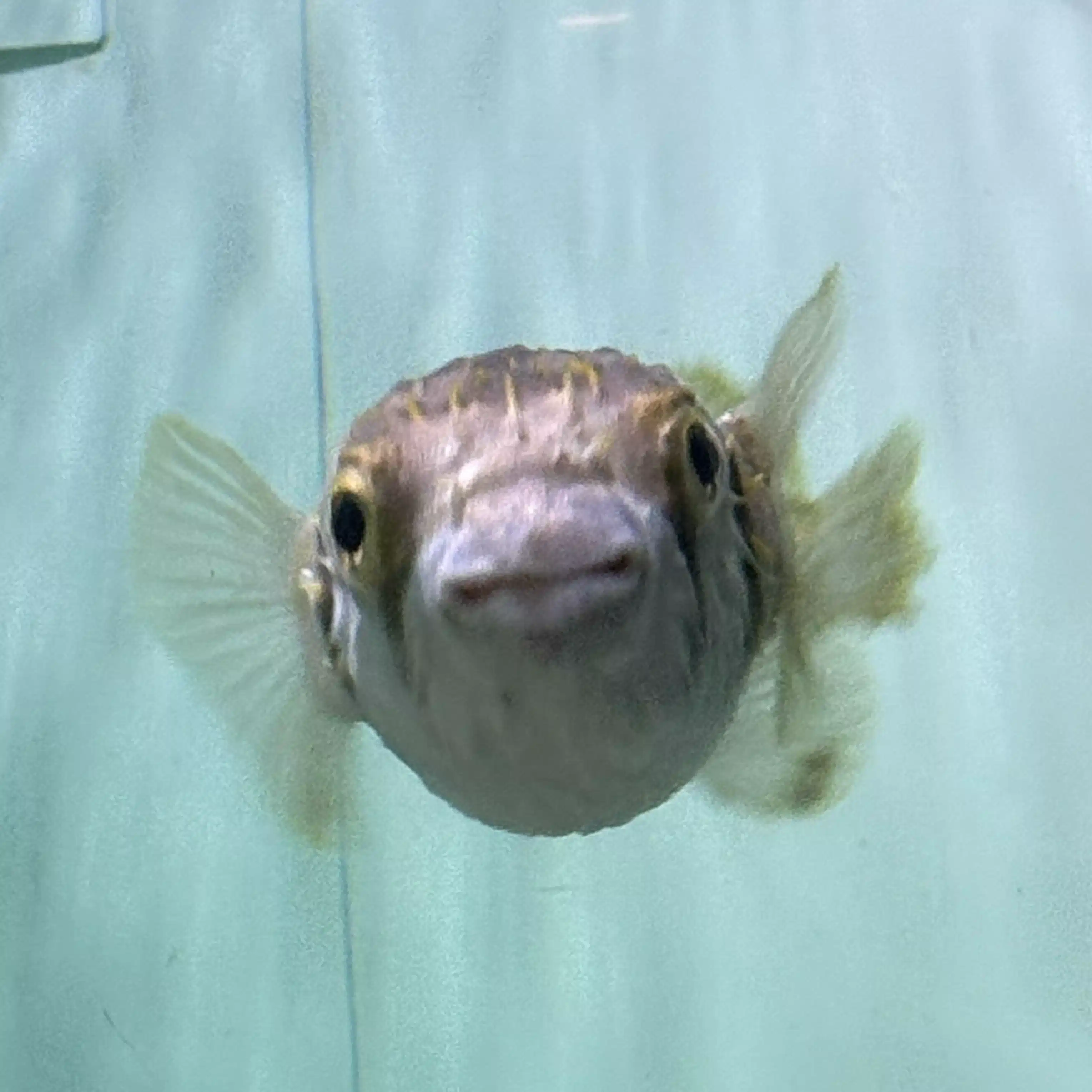 ふぐと白ワイン(医学部2年)