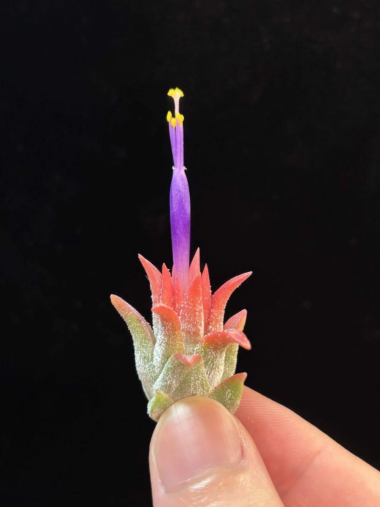 Tillandsia 'Icy Elf' 29264チランジア アイシーエルフ○エアプランツ