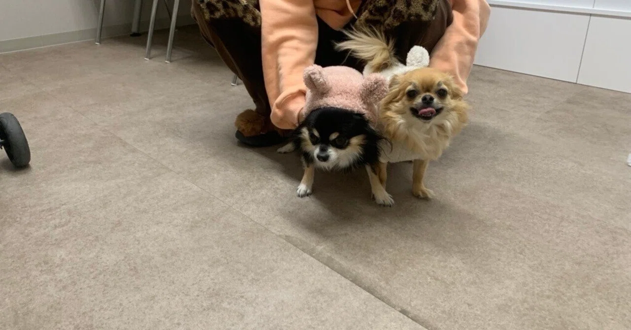 A long-awaited reunion. Coco and Kurumi came to visit for a