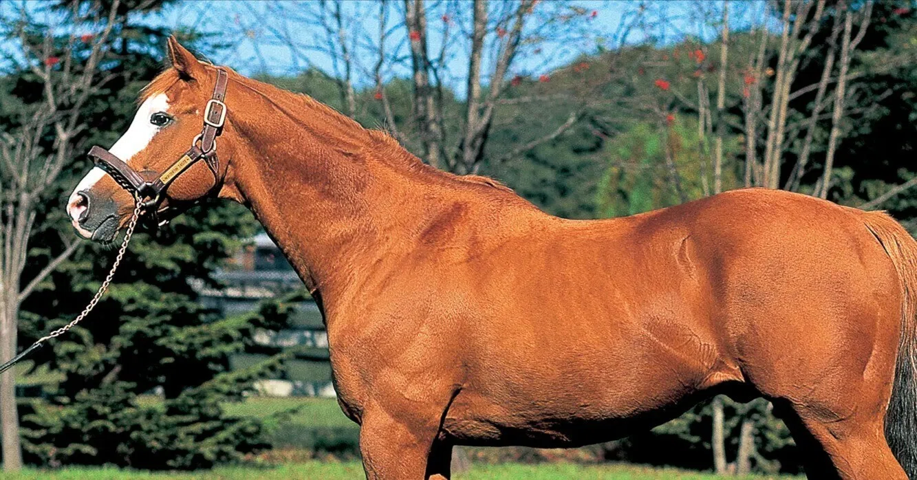 日本の種牡馬成功と社台の影響力｜ぱねす