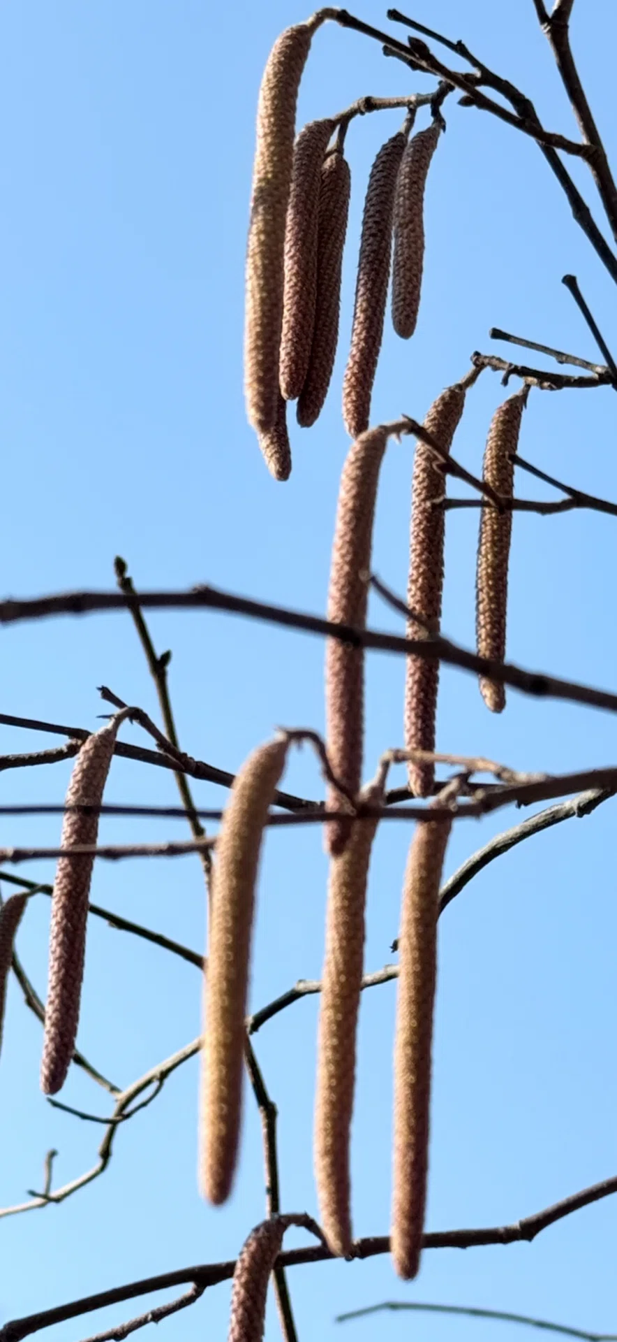 アメリカハシバミ アートの様にぶら下がる雄花の姿|EGGSEED