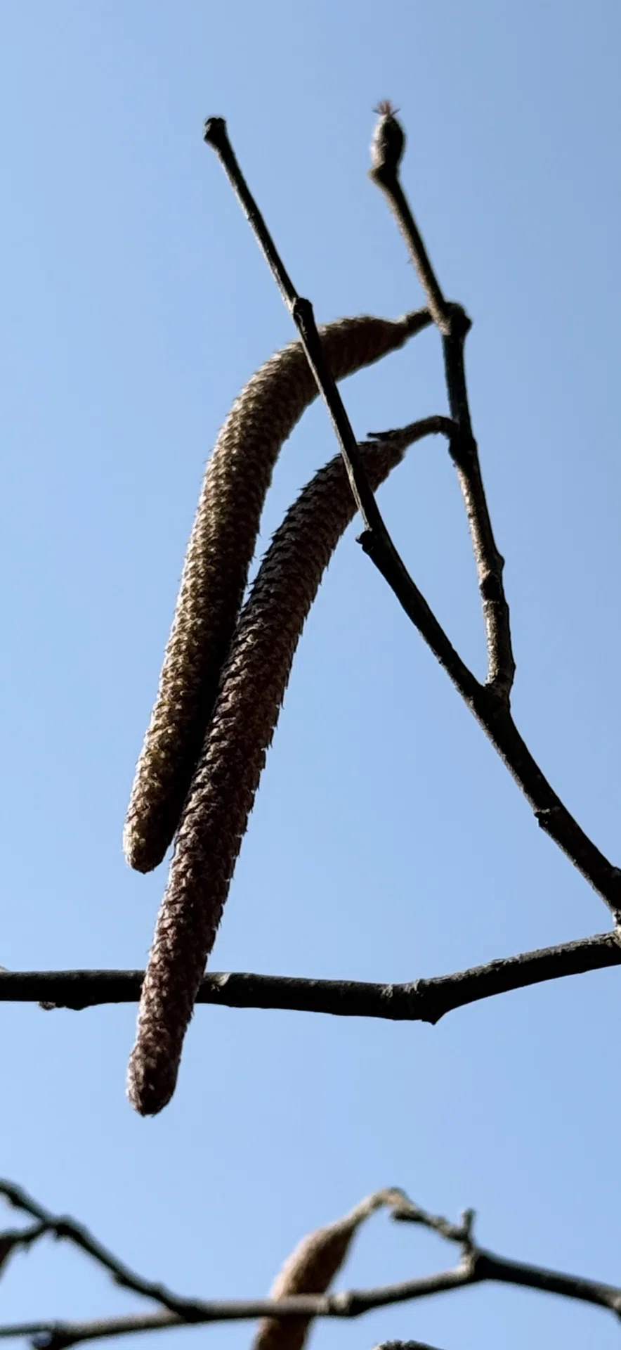 アメリカハシバミ アートの様にぶら下がる雄花の姿|EGGSEED