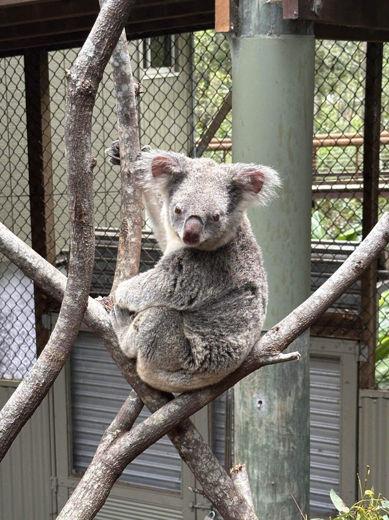オーストラリアの日常【コアラに会った日】｜まーち🇦🇺 | 海外ブログ