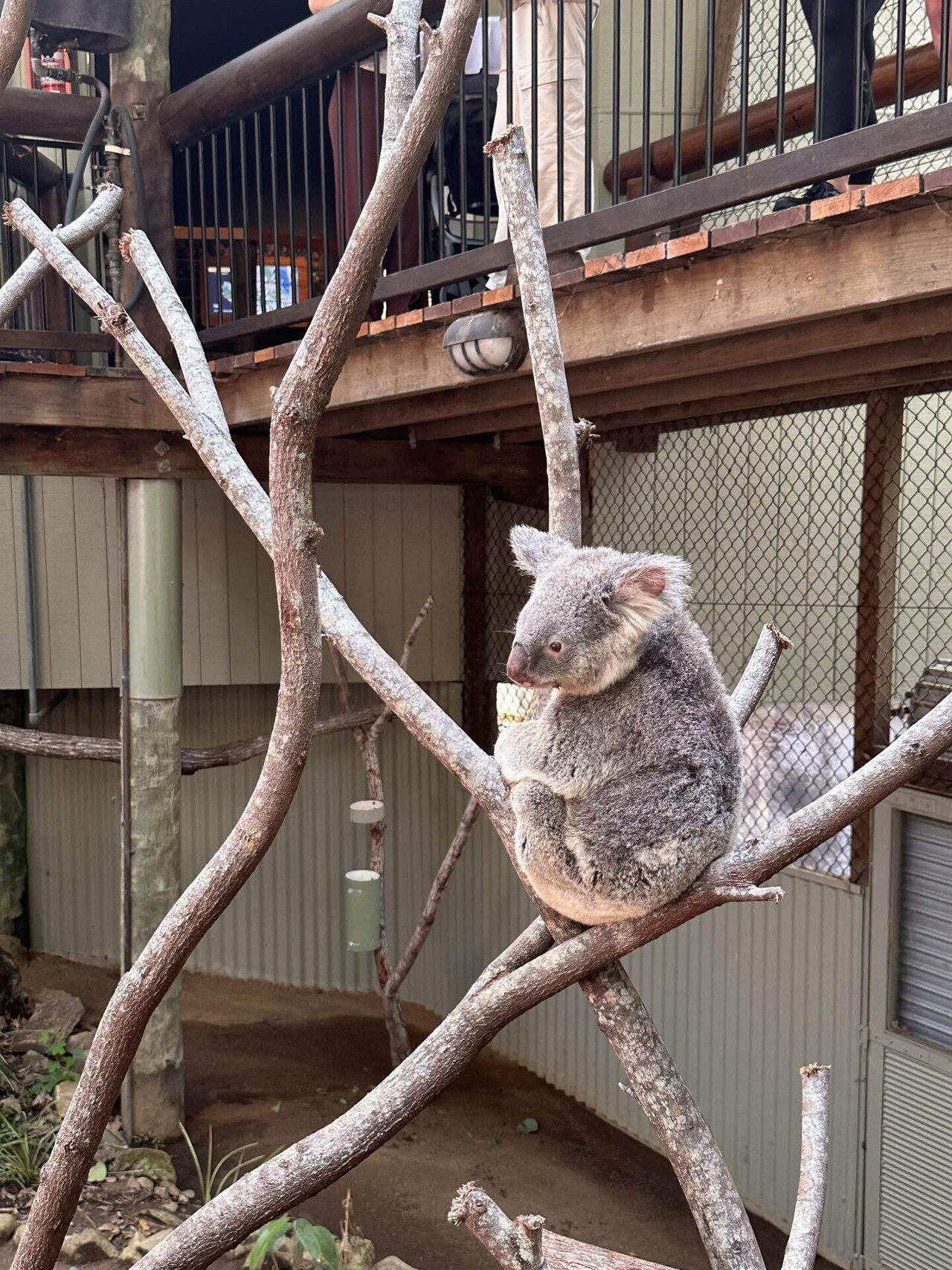 オーストラリアの日常【コアラに会った日】｜まーち🇦🇺 | 海外ブログ