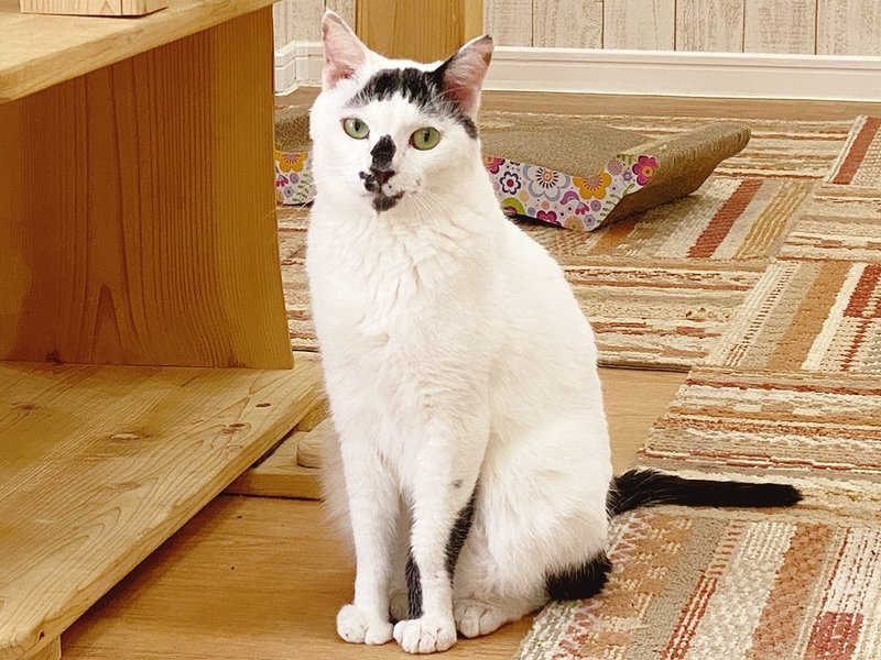 れおん 個性的な柄のダン君 おうちでにゃんくる 譲渡型猫カフェにゃんくる Note