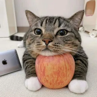 やっけ