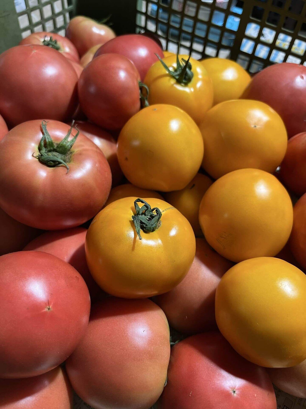 変態農家、今年のトマトは33種類！｜YOKO : 野菜農家・英語講師