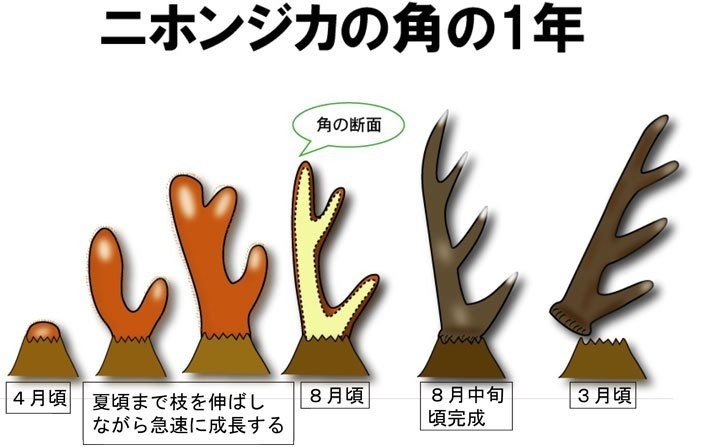動物の象徴と伝説のポケモン ゼルネアス 再生と豊穣の象徴である鹿 Miime Note