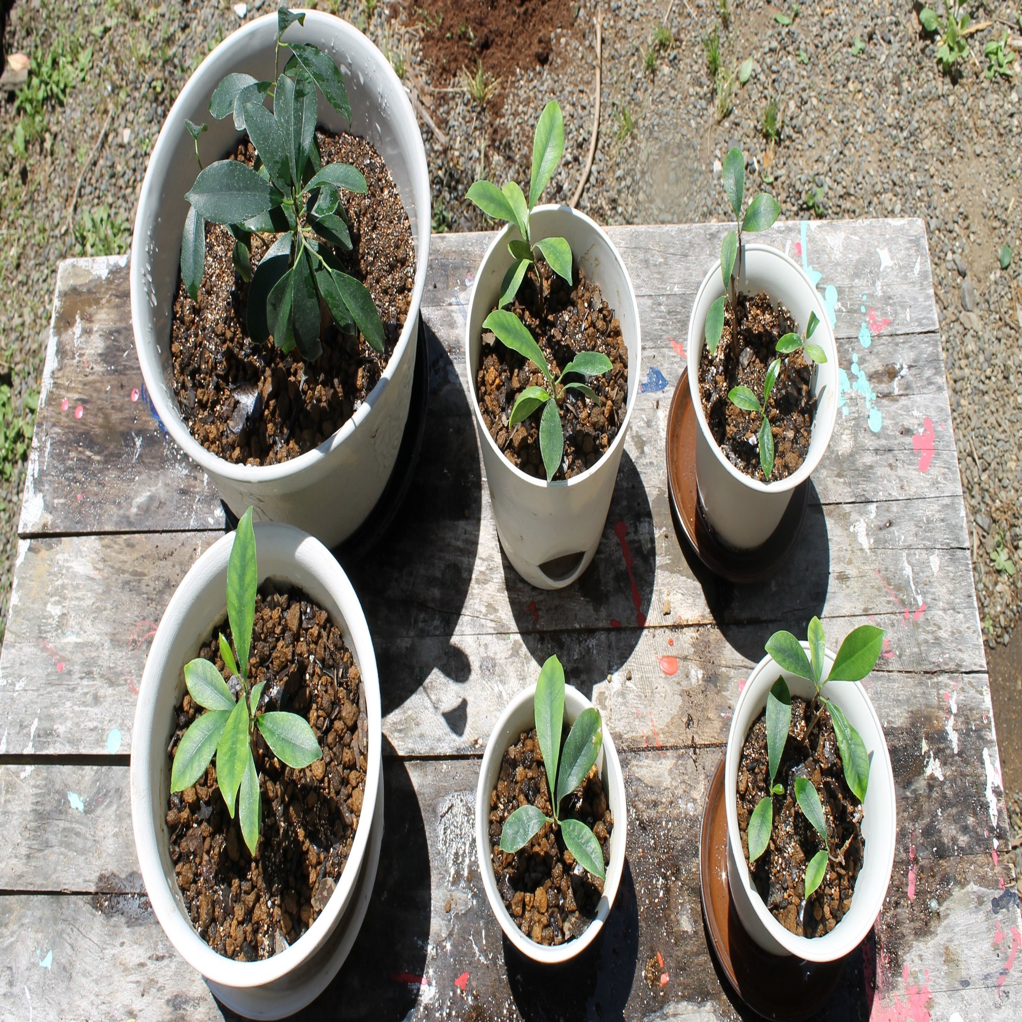 職場の植物 ガジュマル植え替え 剪定 挿し木 5 14 Nakada Shugo Note