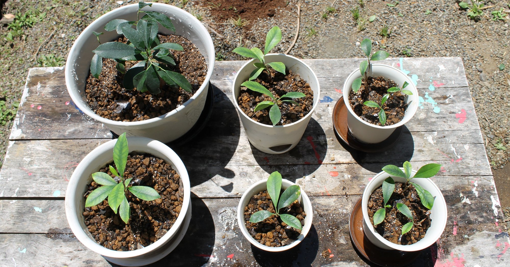 職場の植物 ガジュマル植え替え 剪定 挿し木 5 14 Nakada Shugo Note 職場の植物 ガジュマル植え替え 剪定 挿し木 5 14 Nakada Shugo Note