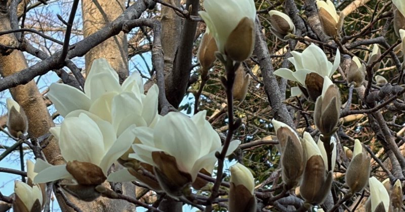 どんぐり山通信：サクラも準備中