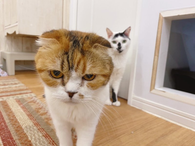 れおん 個性的な柄のダン君 おうちでにゃんくる 譲渡型猫カフェにゃんくる Note