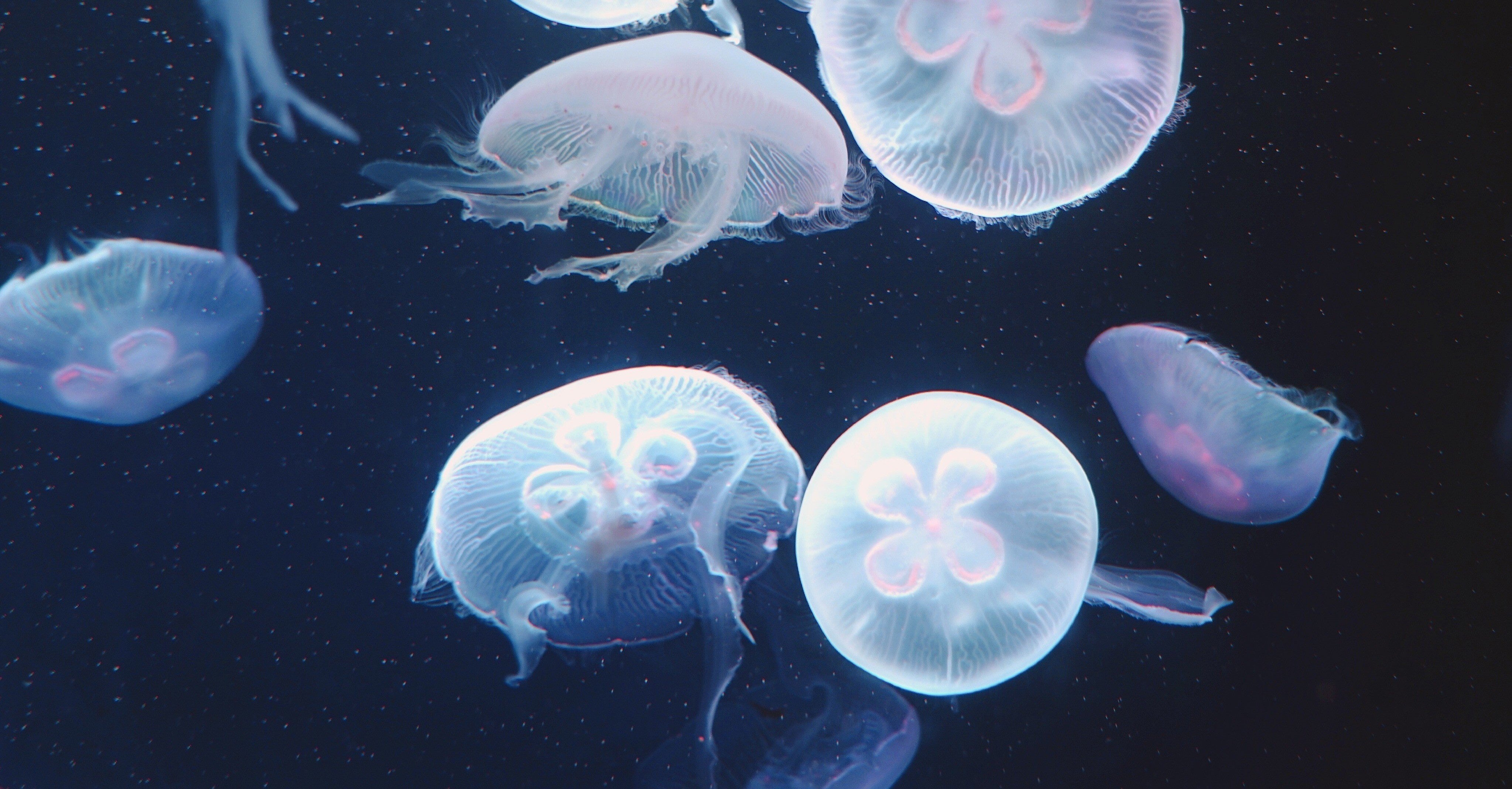 水族館が好きすぎて Mito Note