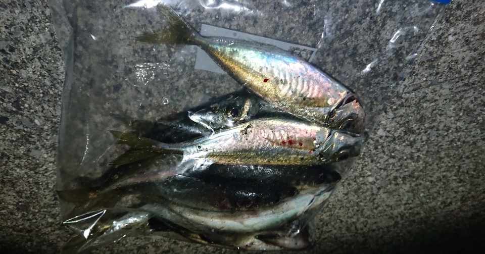 アジ 広島県 好調ポイント Fish Killer Note