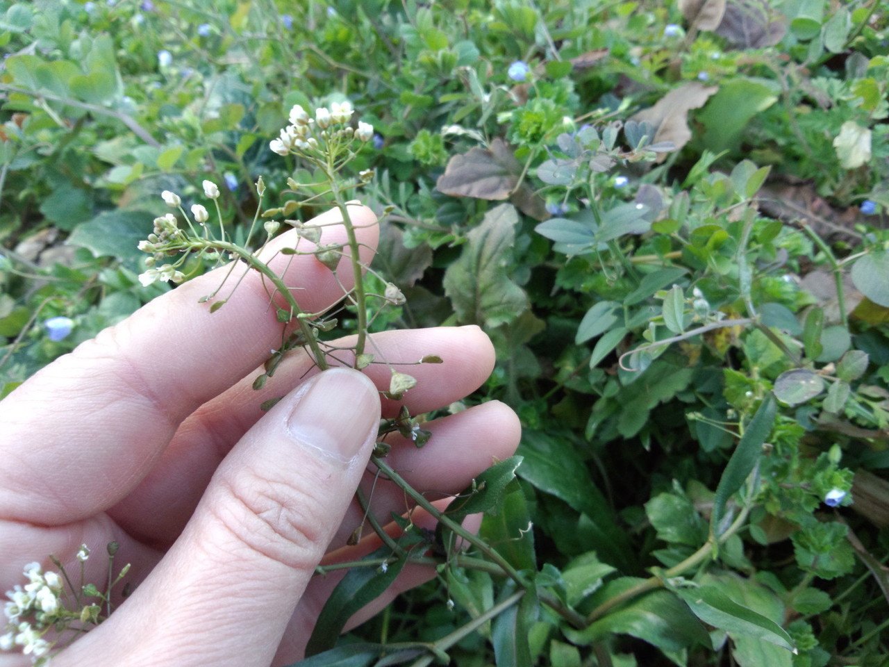 2 ナズナ Yuki 農ときどき旅 Note 2 ナズナ Yuki 農ときどき旅 Note