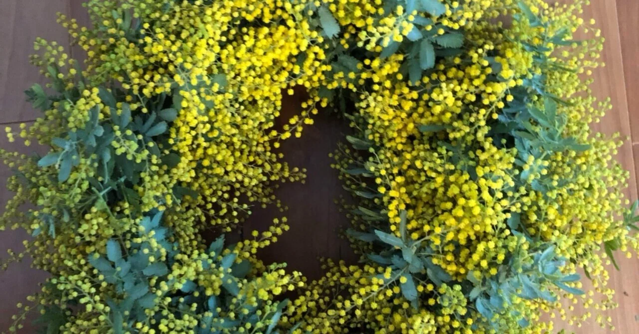 お庭をぐるり 『ミモザ』は地植え派？鉢植え派？｜ライラック