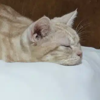tomo
