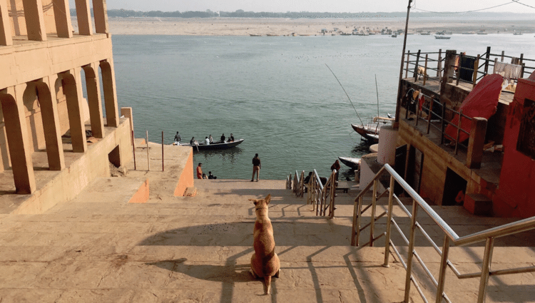 ガンジス河の犬。
#犬 #写真 #photo #インド #バラナシ