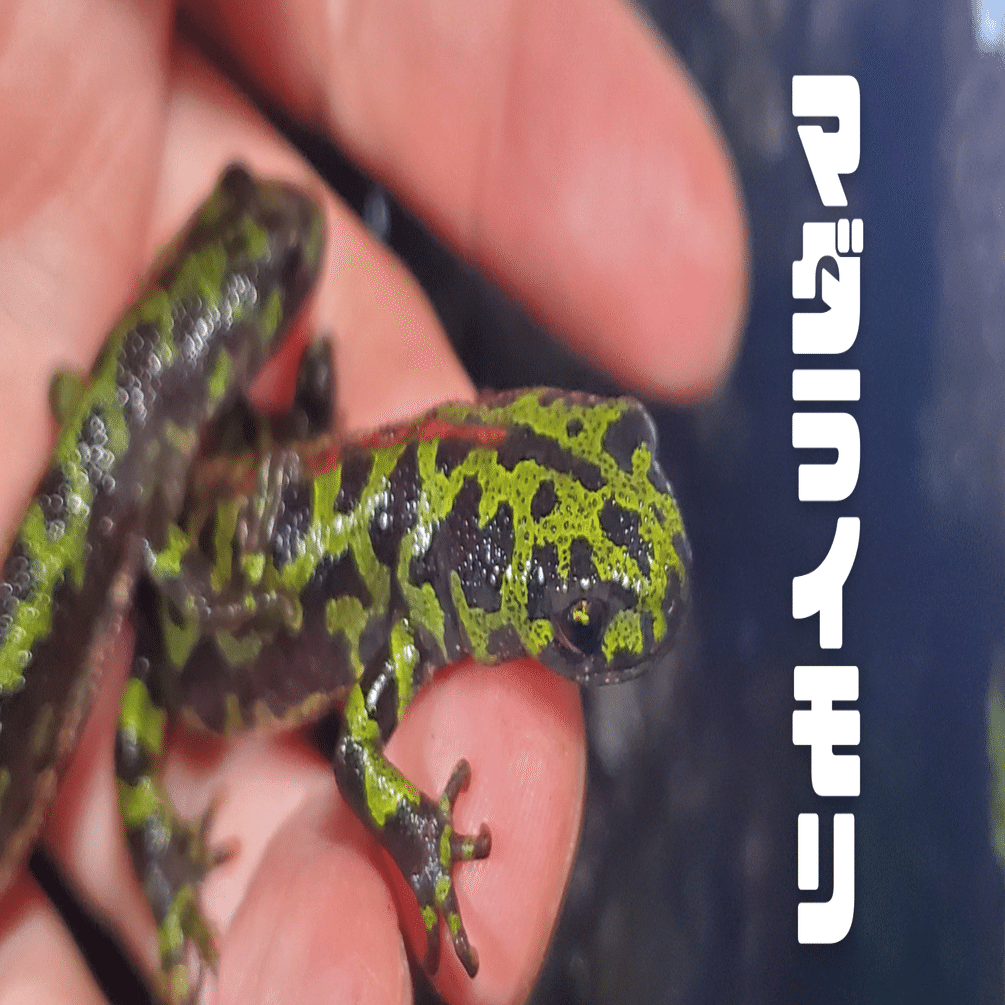 マダライモリ｜moss paradise3055（モスパラ）