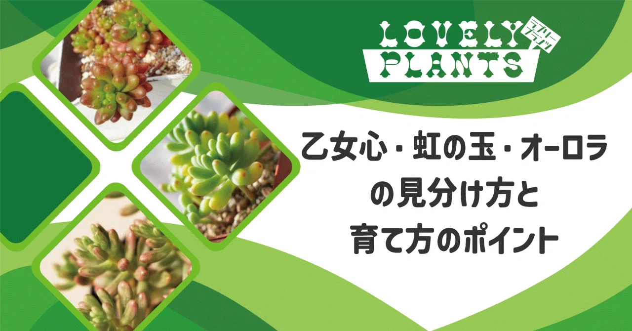 乙女心・虹の玉・オーロラの見分け方と育て方のポイント｜lovely