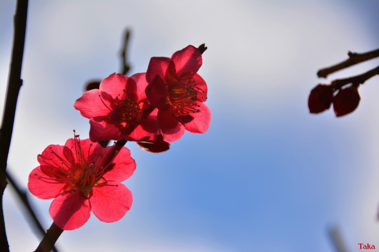 赤いのもいいね そして花びら6枚です T Sbar57 Note