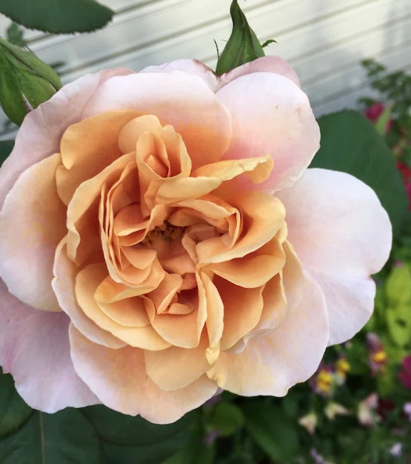 25 【my garden journal】このバラさえあれば。その名は、'ディ