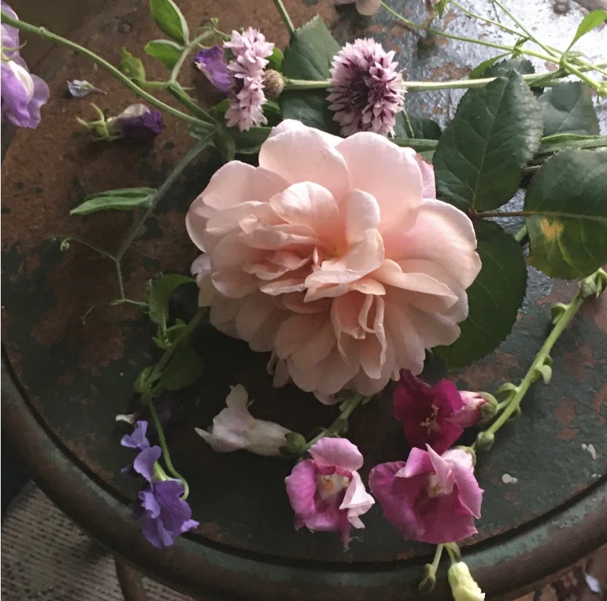 25 【my garden journal】このバラさえあれば。その名は、'ディ