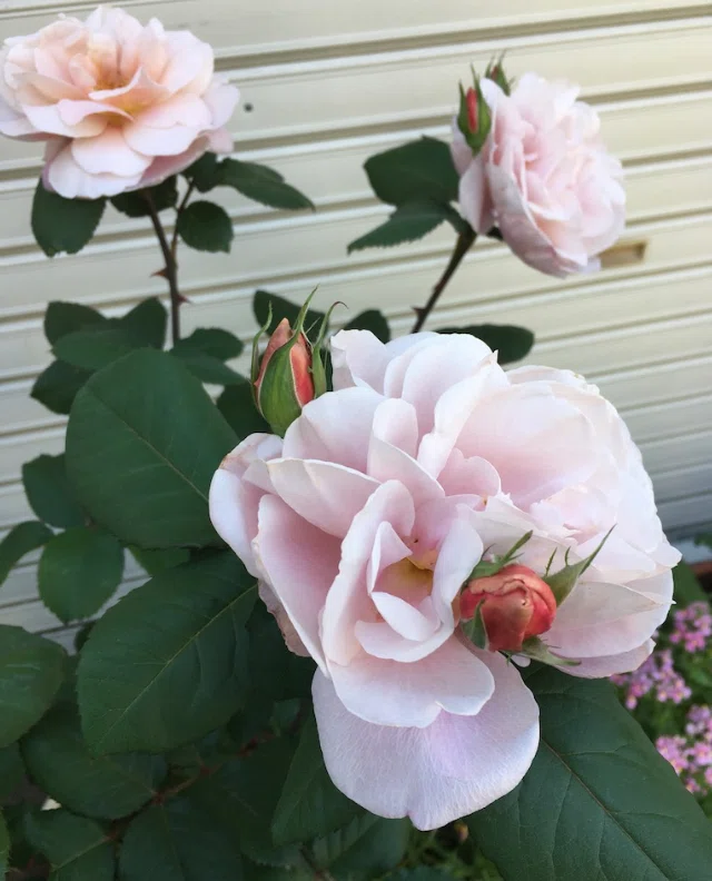 25 【my garden journal】このバラさえあれば。その名は、'ディ
