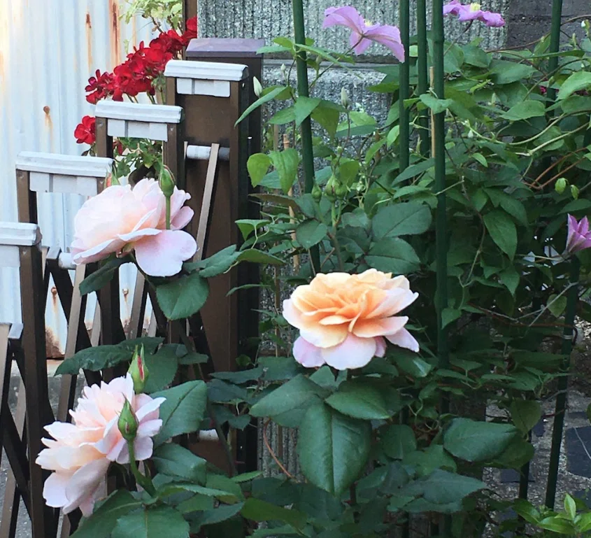 25 【my garden journal】このバラさえあれば。その名は、'ディ