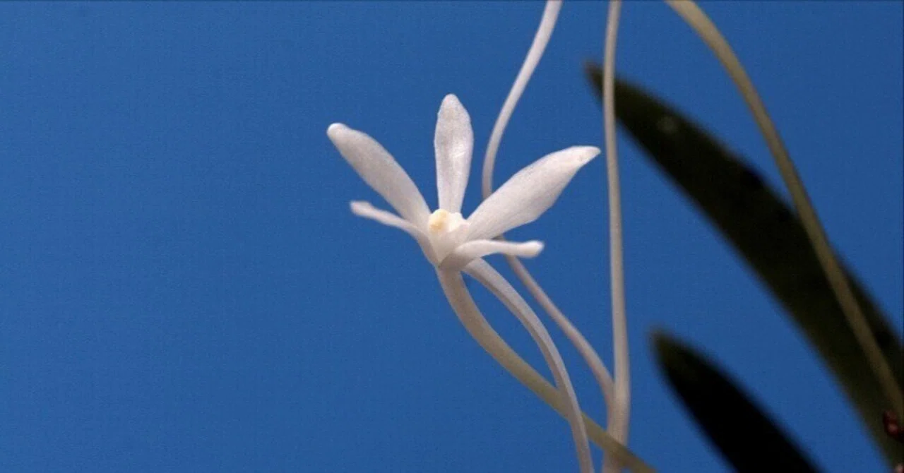 富貴蘭「舌奇離雀」の花（過去の画像倉庫から）｜KJ Morison